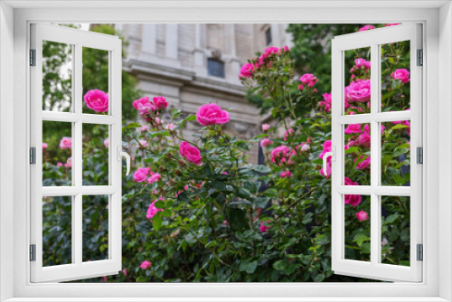 Fototapeta Naklejka Na Ścianę Okno 3D - red rose bushes