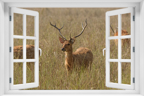 Fototapeta Naklejka Na Ścianę Okno 3D - Spotted Deer in the Grasslands