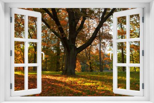 Fototapeta Naklejka Na Ścianę Okno 3D - Oak tree in fall. Beautiful autumn