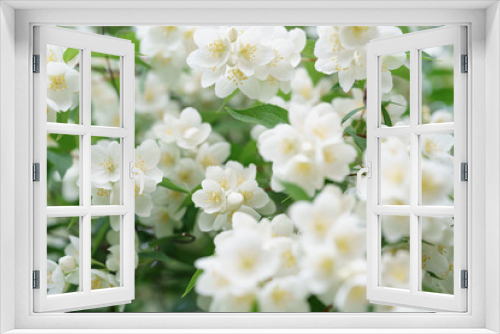 Fototapeta Naklejka Na Ścianę Okno 3D - dense jasmine bush blossoming in summer day