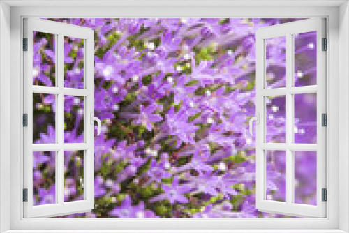 Fototapeta Naklejka Na Ścianę Okno 3D - light purple pentas flowers