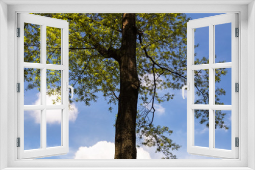 Fototapeta Naklejka Na Ścianę Okno 3D - One tree,green leaves on sky,white clouds background