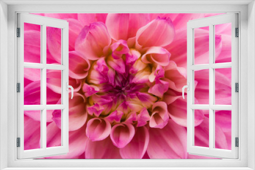 Fototapeta Naklejka Na Ścianę Okno 3D - flower macro