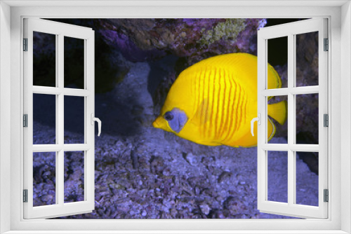 Fototapeta Naklejka Na Ścianę Okno 3D - Masked Butterfly Fish