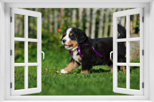 Fototapeta Naklejka Na Ścianę Okno 3D - cute happy puppy walking on grass