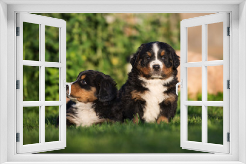 Fototapeta Naklejka Na Ścianę Okno 3D - two adorable puppies on grass 