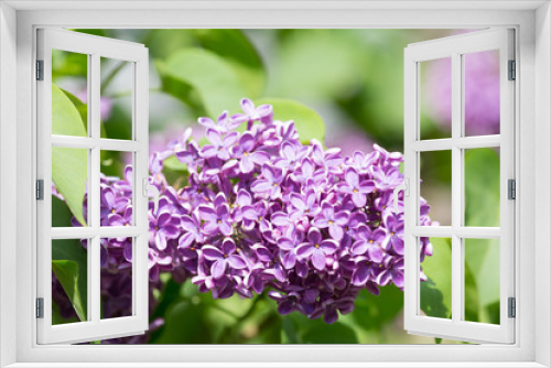 Fototapeta Naklejka Na Ścianę Okno 3D - branch of blossoming lilac close up