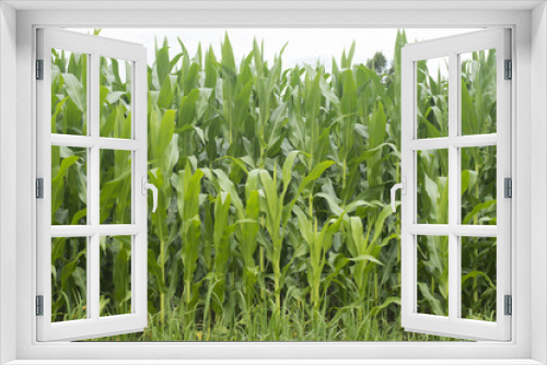 Fototapeta Naklejka Na Ścianę Okno 3D - Corn field in Europe. Mid summer.