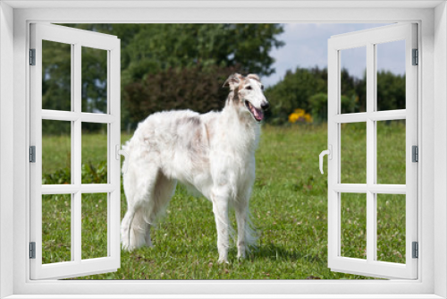 Fototapeta Naklejka Na Ścianę Okno 3D - Portrait of nice dog - borzoi
