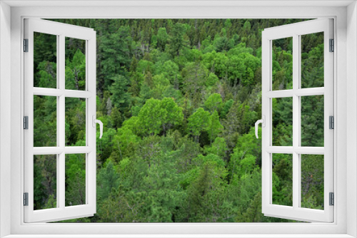 Fototapeta Naklejka Na Ścianę Okno 3D - contryside ontario canada nature aerial view of the forest