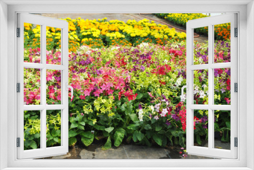 Fototapeta Naklejka Na Ścianę Okno 3D - Flowers in Full Bloom Growing in a Greenhouse