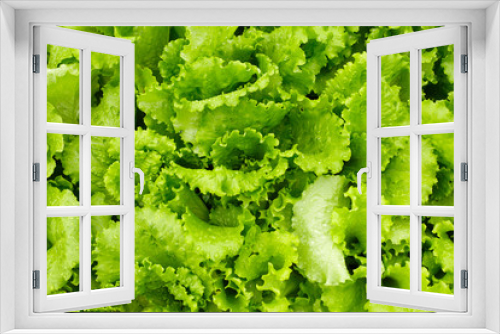 Fototapeta Naklejka Na Ścianę Okno 3D - Green salad is growing in garden