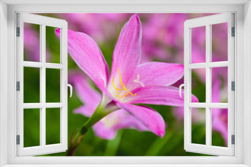 Fototapeta Naklejka Na Ścianę Okno 3D - Beautiful pink flowers field and green leaf blur background