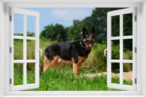 Fototapeta Naklejka Na Ścianę Okno 3D - Deutscher Schäferhund Rüde