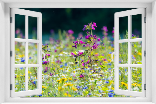 Fototapeta Naklejka Na Ścianę Okno 3D - Colorful summer meadow with wild flowers