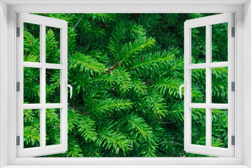 Fototapeta Naklejka Na Ścianę Okno 3D - evergreen fir trees