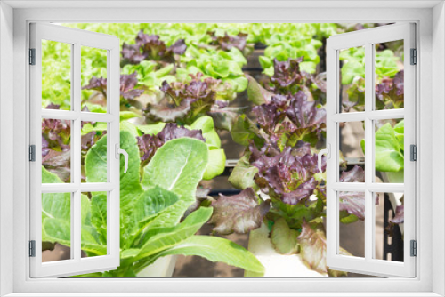 Fototapeta Naklejka Na Ścianę Okno 3D - Hydroponic technology. Colorful lattuce salad plant growing in g