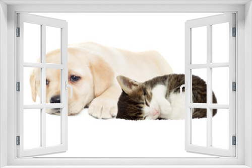 Fototapeta Naklejka Na Ścianę Okno 3D - beige puppy and kitten sleeping