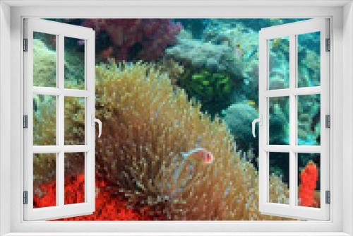Fototapeta Naklejka Na Ścianę Okno 3D - Underwater Coral reef scene