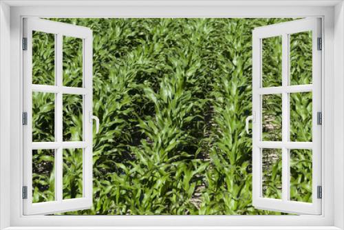 Fototapeta Naklejka Na Ścianę Okno 3D - Green corn field