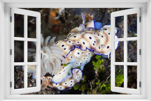 Fototapeta Naklejka Na Ścianę Okno 3D - Mating Nudibranchs (Risbecia tryoni)