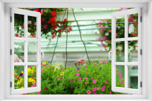 Fototapeta Naklejka Na Ścianę Okno 3D - Petunia Flowers In Hanging Flower Pot