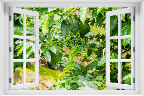Fototapeta Naklejka Na Ścianę Okno 3D - fresh coffee beans in coffee plants tree