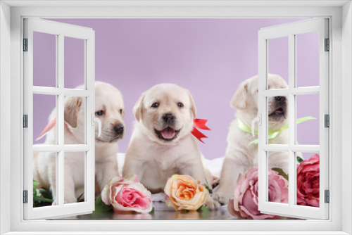 Fototapeta Naklejka Na Ścianę Okno 3D - Little puppys Labrador retriever