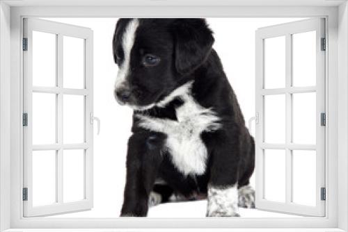 Fototapeta Naklejka Na Ścianę Okno 3D - Seated puppy dog