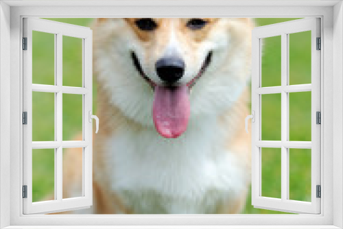 Fototapeta Naklejka Na Ścianę Okno 3D - Welsh Corgi dog