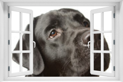 Fototapeta Naklejka Na Ścianę Okno 3D - The dog black labrador  isolated on white