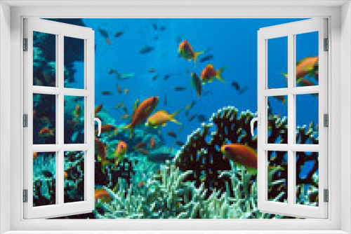 Fototapeta Naklejka Na Ścianę Okno 3D - Photo of coral colony