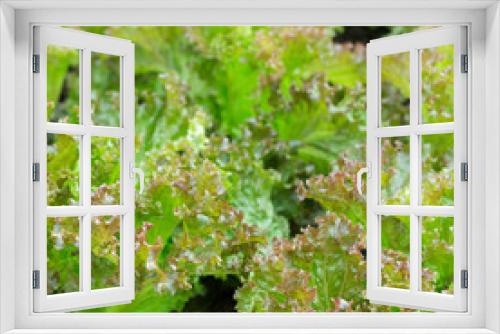 Fototapeta Naklejka Na Ścianę Okno 3D - fresh and tasty salad,green salad as background.