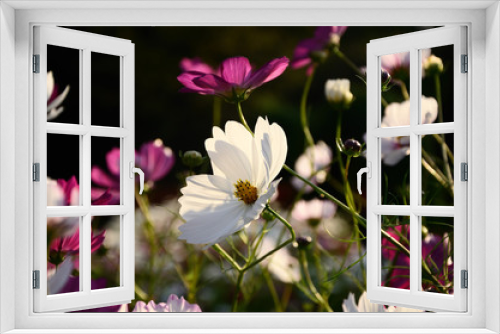 Fototapeta Naklejka Na Ścianę Okno 3D - Flowering cosmos