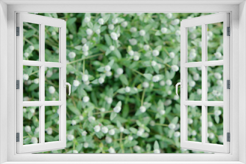 Fototapeta Naklejka Na Ścianę Okno 3D - Bokeh background, abstract flowers ìn green