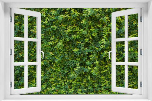 Fototapeta Naklejka Na Ścianę Okno 3D - Green wall of leaves.