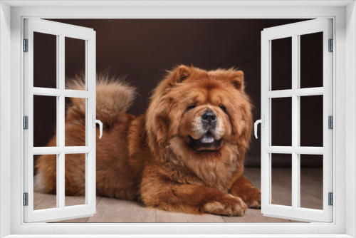 Fototapeta Naklejka Na Ścianę Okno 3D - dog breed chow chow