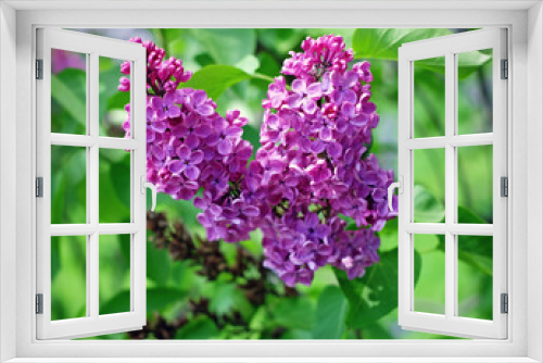 Fototapeta Naklejka Na Ścianę Okno 3D - Lilac flowering