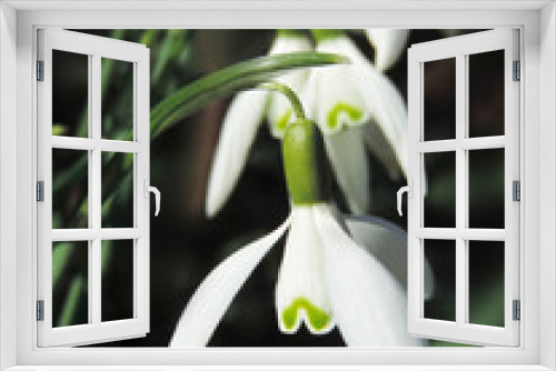 Fototapeta Naklejka Na Ścianę Okno 3D - Snowdrops in the sun with selective focus on the foreground. Spring flowers.