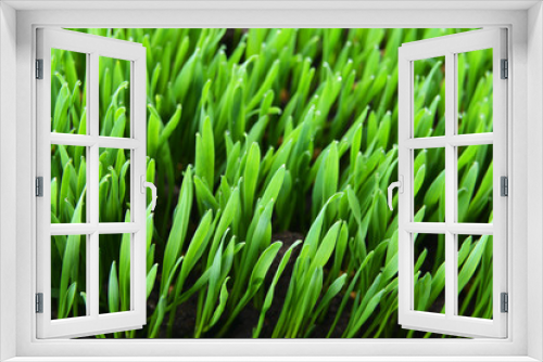 Fototapeta Naklejka Na Ścianę Okno 3D - green grass