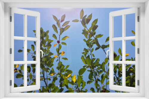 Fototapeta Naklejka Na Ścianę Okno 3D - Beautiful green cherry leaves, sun and blue sky/Beautiful green cherry leaves, sun and blue sky