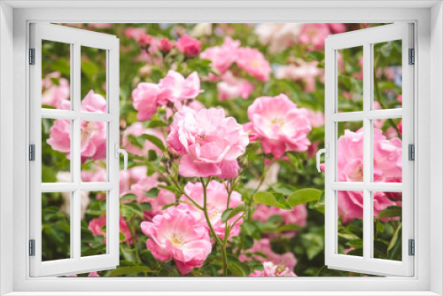 Fototapeta Naklejka Na Ścianę Okno 3D - pink rose bush