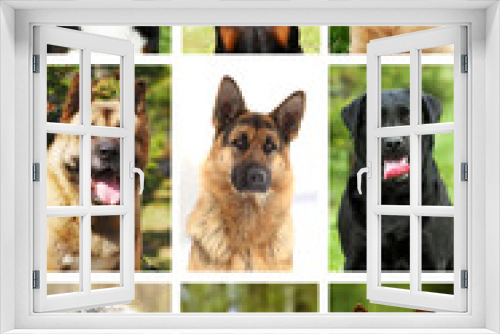 Fototapeta Naklejka Na Ścianę Okno 3D - nine popular breeds of dogs, portraits nature
