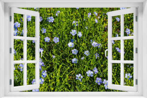 Fototapeta Naklejka Na Ścianę Okno 3D - Flowering blue flax field.