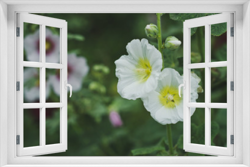 Fototapeta Naklejka Na Ścianę Okno 3D - White hibiscus flower in the summer garden 6284.