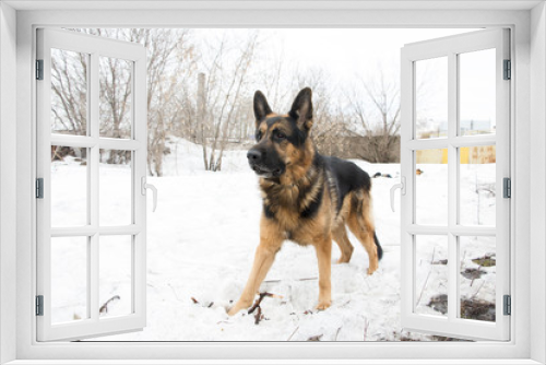 Fototapeta Naklejka Na Ścianę Okno 3D - German shepherd dog is guarding an important object