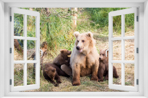 Fototapeta Naklejka Na Ścianę Okno 3D - Alaskan brown bear sow and cubs