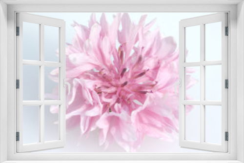 Fototapeta Naklejka Na Ścianę Okno 3D - Kornblume; Centaurea; cyanus; Ackerpflanze