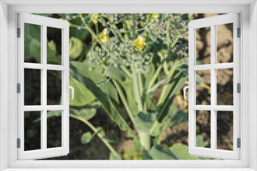 Fototapeta Naklejka Na Ścianę Okno 3D - Flowers ill-grown broccoli.
