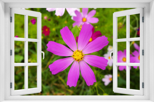 Fototapeta Naklejka Na Ścianę Okno 3D - purple cosmos flower closeup, shallow depth of field